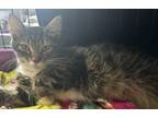 Adopt Clementine a Domestic Long Hair