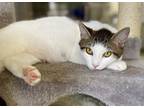 Adopt Brigette a Domestic Short Hair