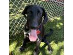 Adopt Velma a Black Labrador Retriever, Pointer