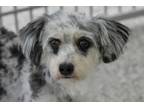 Adopt Fancy a Lhasa Apso