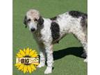 Adopt Pyper a Standard Poodle