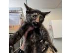Adopt (24-1S-3) Chirp a Domestic Short Hair