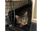 Adopt Sweetie (24-1G-Mom) a Domestic Short Hair