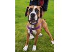 Adopt Georgia a Boxer