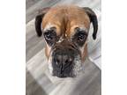 Adopt Holly a Boxer