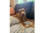 Adopt Ivy (Bedford Five) a Pit Bull Terrier