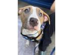 Adopt Sadie a Pit Bull Terrier, Mixed Breed