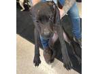 Adopt Elijah a American Pit Bull Terrier / Mixed dog in Defiance, OH (41369113)
