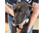 Adopt Daniel a American Pit Bull Terrier / Mixed dog in Defiance, OH (41369112)