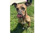 Adopt Felicity a American Pit Bull Terrier / Mixed dog in Defiance