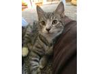 Adopt Twinkle Toes (FCID# 04/22/2024 - 23) C a Tabby, Tuxedo
