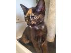 Adopt Harper a Domestic Short Hair