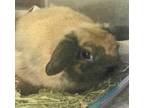 Adopt Nugget a Holland Lop, Bunny Rabbit