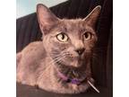 Adopt Mrs Fields a Domestic Short Hair