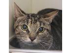 Adopt Muffin a Domestic Short Hair