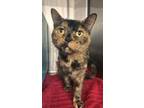 Adopt Missy a Domestic Short Hair