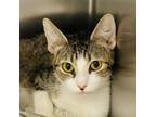 Adopt Trixie a Domestic Short Hair