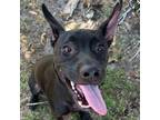 Adopt Maleficent a Mixed Breed