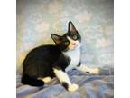 Adopt Shiloh a Domestic Short Hair