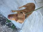 Adopt NINA a Labrador Retriever