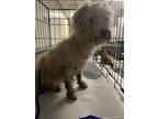 Adopt LILLY a Poodle