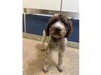 Adopt BELLE a Poodle, Mixed Breed