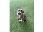 Adopt BONNIE a American Staffordshire Terrier, Mixed Breed