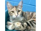 Adopt Caydence a Domestic Short Hair