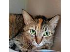 Adopt Trudy a Domestic Short Hair