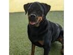 Adopt Aayla a Rottweiler