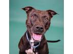 Adopt Pearl a Pit Bull Terrier