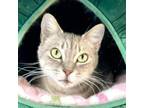 Adopt Ramona a Domestic Medium Hair