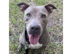 Adopt Dawn a Weimaraner, Labrador Retriever