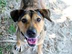 Adopt HAVEN a Hound, Mixed Breed