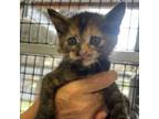 Adopt Chutney a Domestic Short Hair