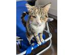 Adopt PRINCESS a Domestic Short Hair