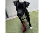 Adopt Indie a Mixed Breed