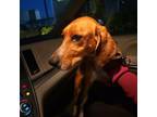 Adopt Bronte a Foxhound, Mixed Breed