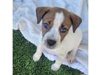 Adopt Cupcake a Jack Russell Terrier, Mixed Breed