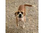 Adopt Shirley a Jack Russell Terrier, Mixed Breed