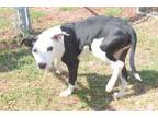 Adopt POPPY a Pit Bull Terrier, Mixed Breed