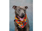 Adopt Tortoise a Pit Bull Terrier, Mixed Breed