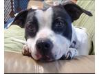 Adopt Lulu a Black - with White Pointer / Mixed dog in Sunderland, MD (41467582)