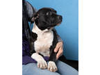 Adopt Nightshade a Pit Bull Terrier, Mixed Breed