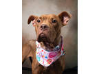 Adopt Lippy a Pit Bull Terrier, Mixed Breed