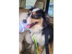 Adopt Chi-Chi-ADOPTED a Australian Shepherd, Mixed Breed