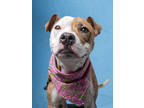 Adopt Pomona a Pit Bull Terrier, Mixed Breed