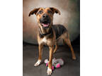 Adopt Eggo a German Shepherd Dog, Mixed Breed