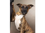 Adopt Liger a Pit Bull Terrier, Mixed Breed