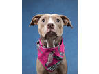 Adopt Detective Humphrey a Pit Bull Terrier, Mixed Breed